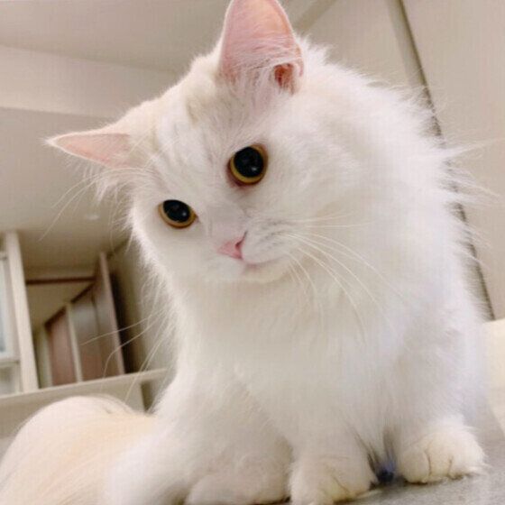 ミヌエットのラテくん