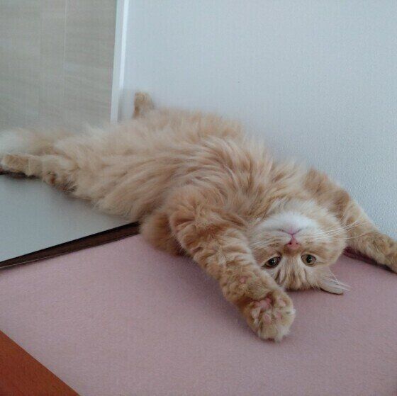 ラガマフィンのカイ君