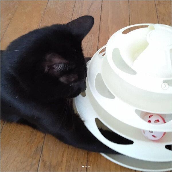 3COINSの猫グッズ