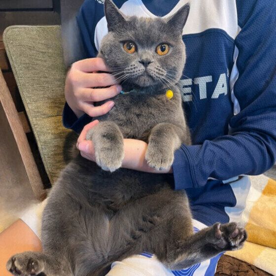 ブリティッシュショートヘアのスイちゃん♪