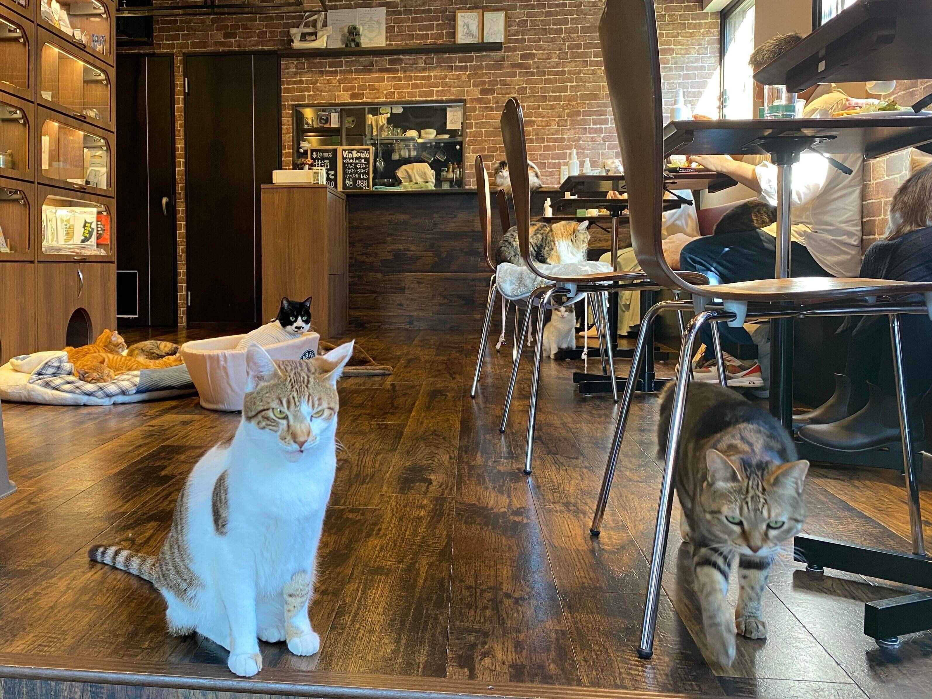 ウッドスタイルな店内でくつろぐ猫たち