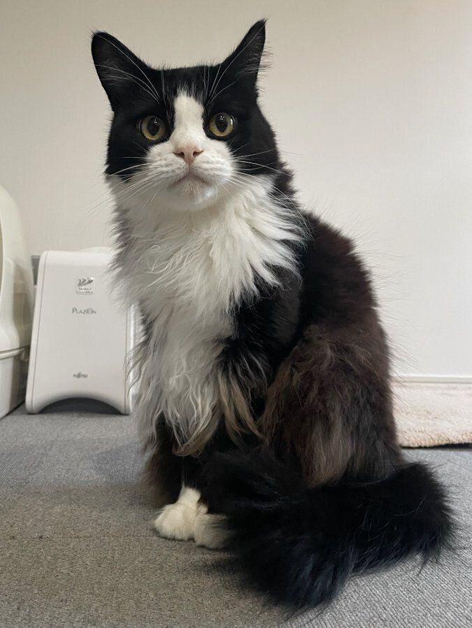 成長後の様子　体の下半分が長毛なところが魅力のひとつなのだとか