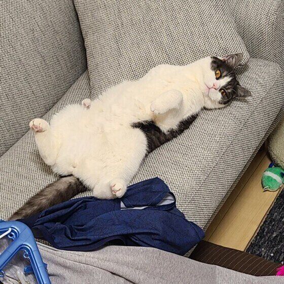 ヘソ天するブリティッシュショートヘア