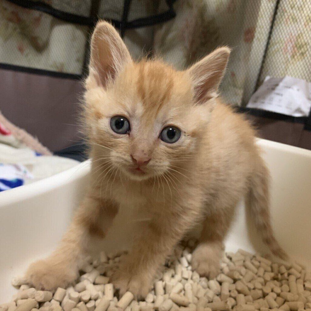 子猫時代のうみくん　小さくてかわいらしい