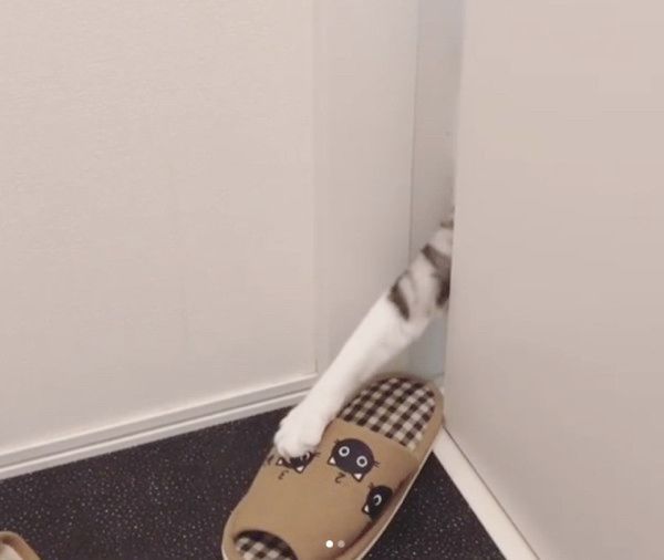 スリッパに狙いを定める猫