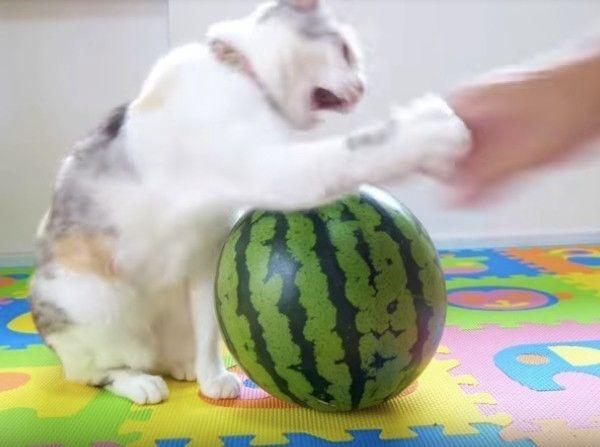 スイカ大好きニャンコ