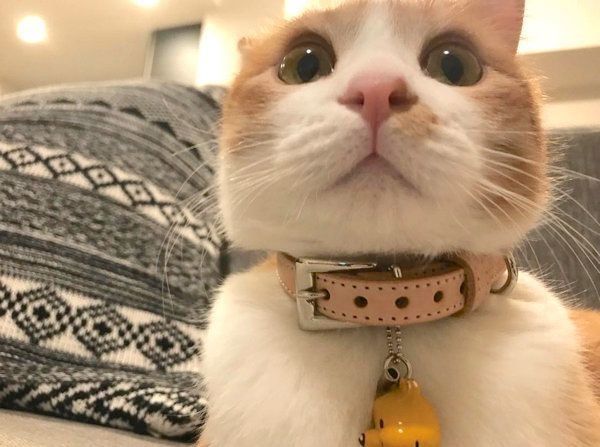 元保護猫のきなこちゃん