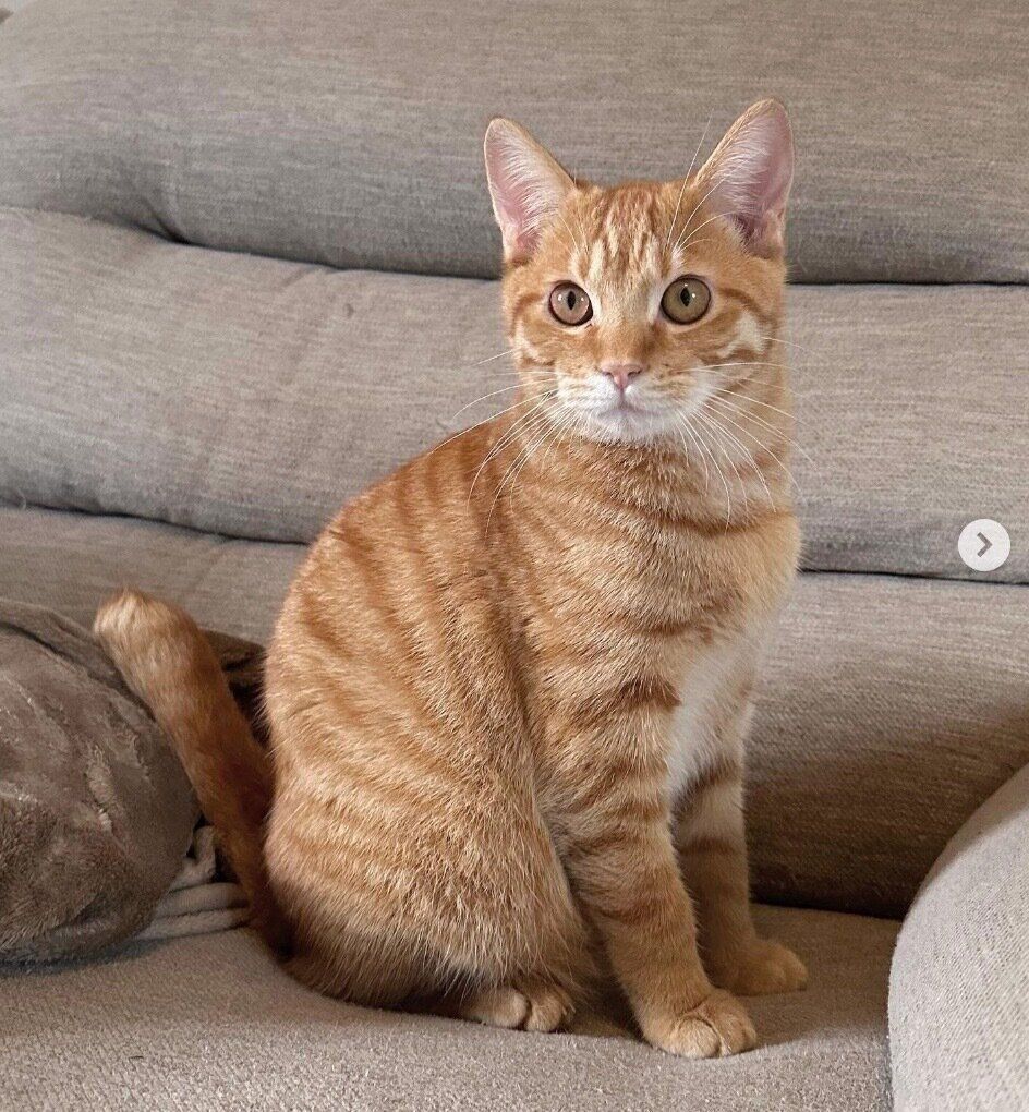 見つめるうりくん