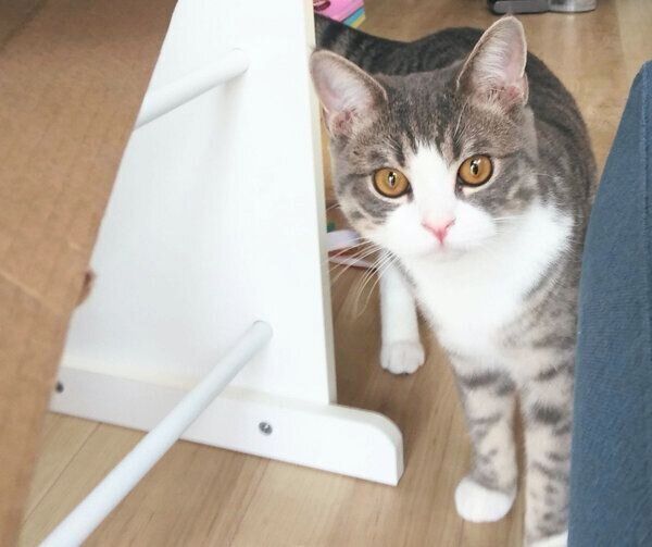 見つめるあおちゃん