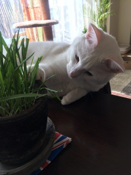 猫のももちゃん　MIX　白