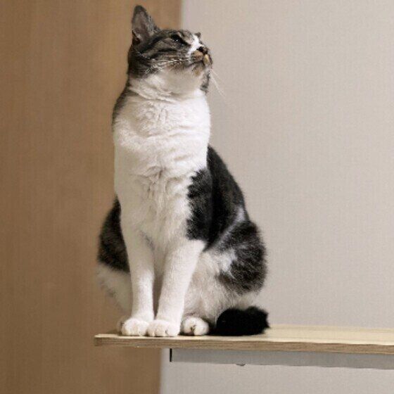 キジトラのサスケくん