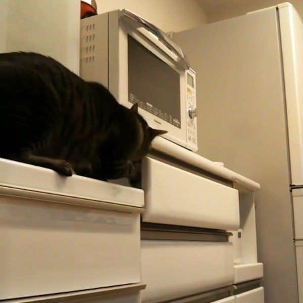 引き出しを開けるニャンコ