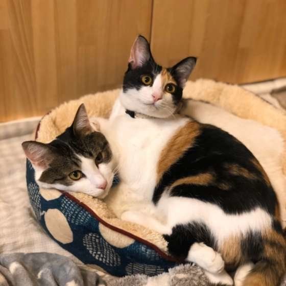 雅ちゃん MIX　ミケ