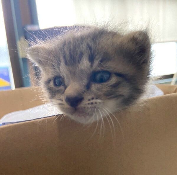 保護当時のよもぎくん