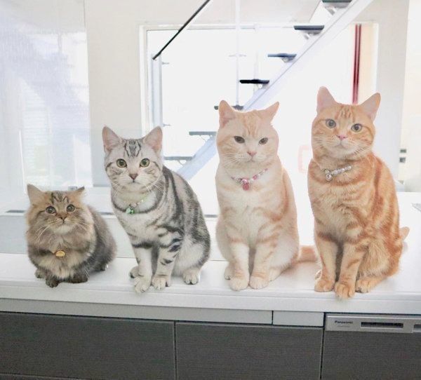 仲良しなアメリカンショートヘアとミヌエット