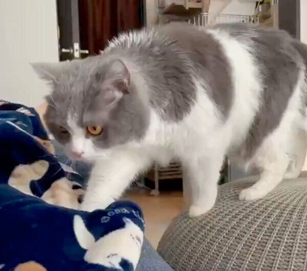 飼い主さんのそばにやってきたソアラちゃん