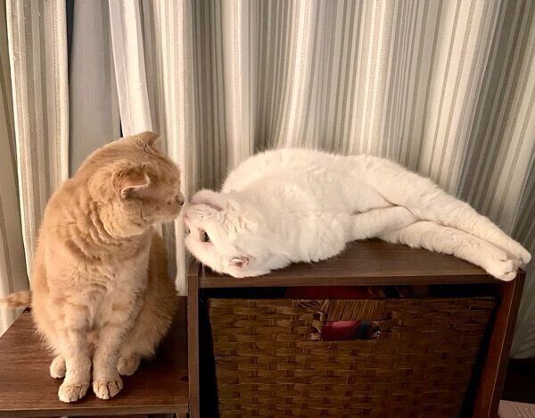 見つめ合うむくちゃんともろみちゃん