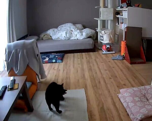 ぬいぐるみをくわえるあさりちゃん