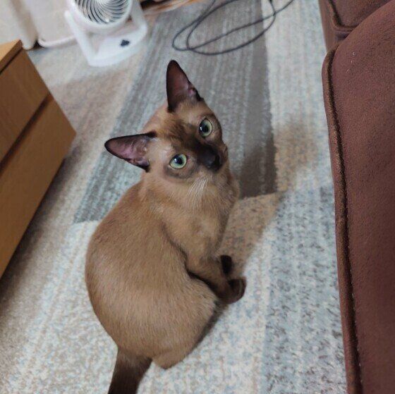 見つめるバーミーズ