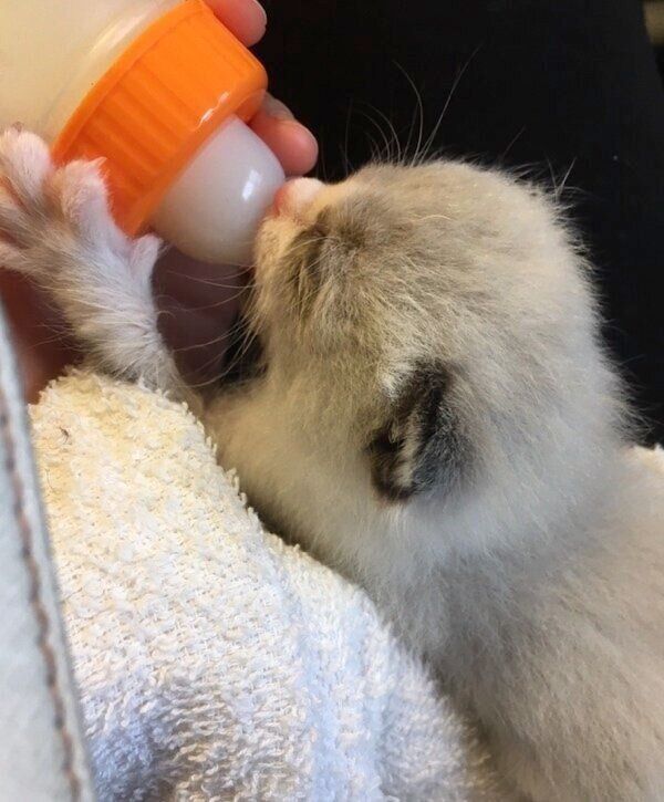 ミルクを飲むふっくん