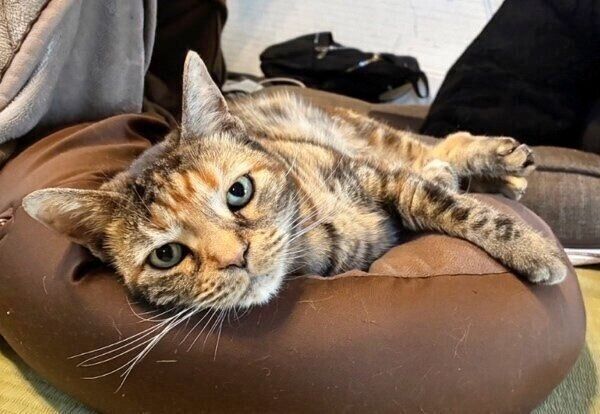 くつろぎながらカメラ目線の茶子ちゃん