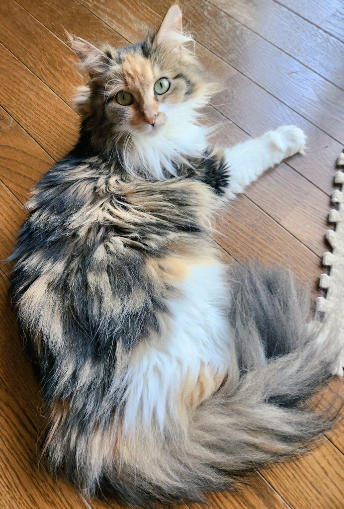 飼い主さんを見上げるメインクーン