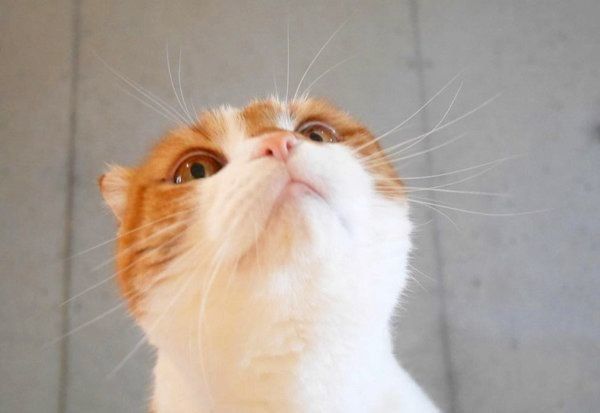 上を見るヌコ太郎ちゃん