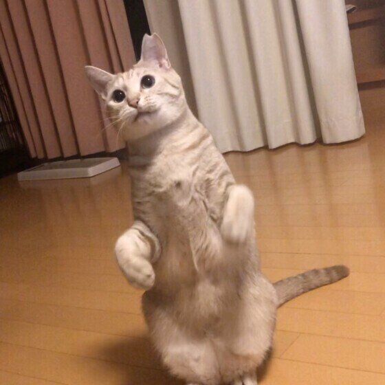 2本足で立つ茶トラ猫