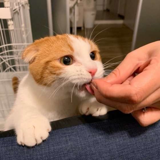 おやつをもらう猫（スコティッシュフォールド）