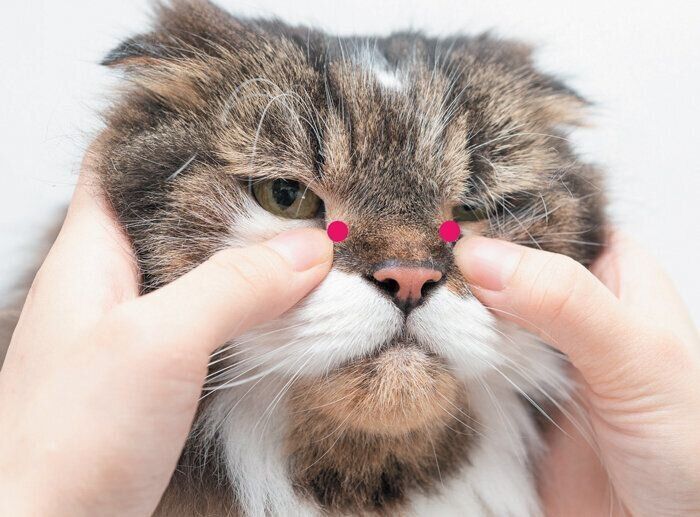 目をマッサージされる猫