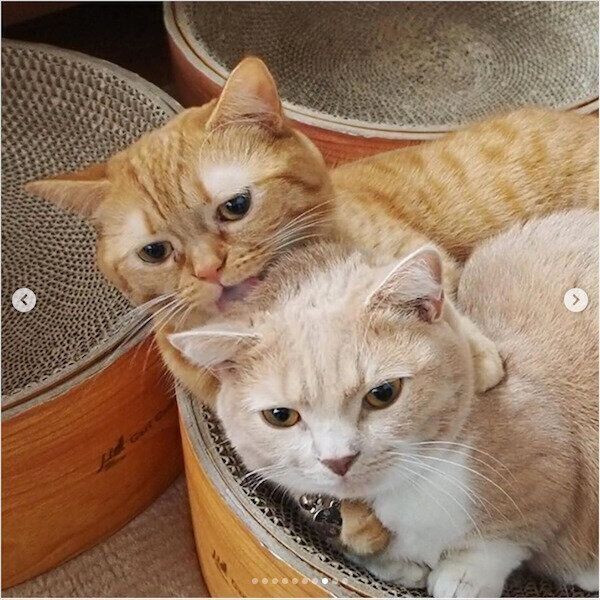 寄り添ってくつろぐココちゃんとネネちゃん