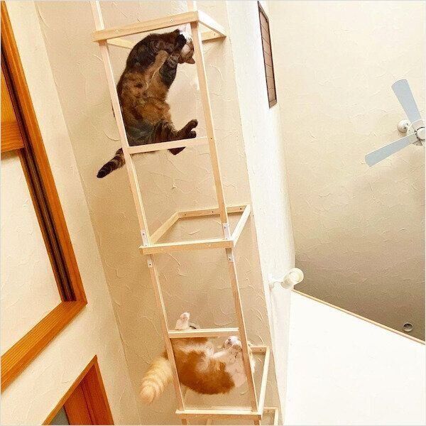 猫のDIYキャットウォーク