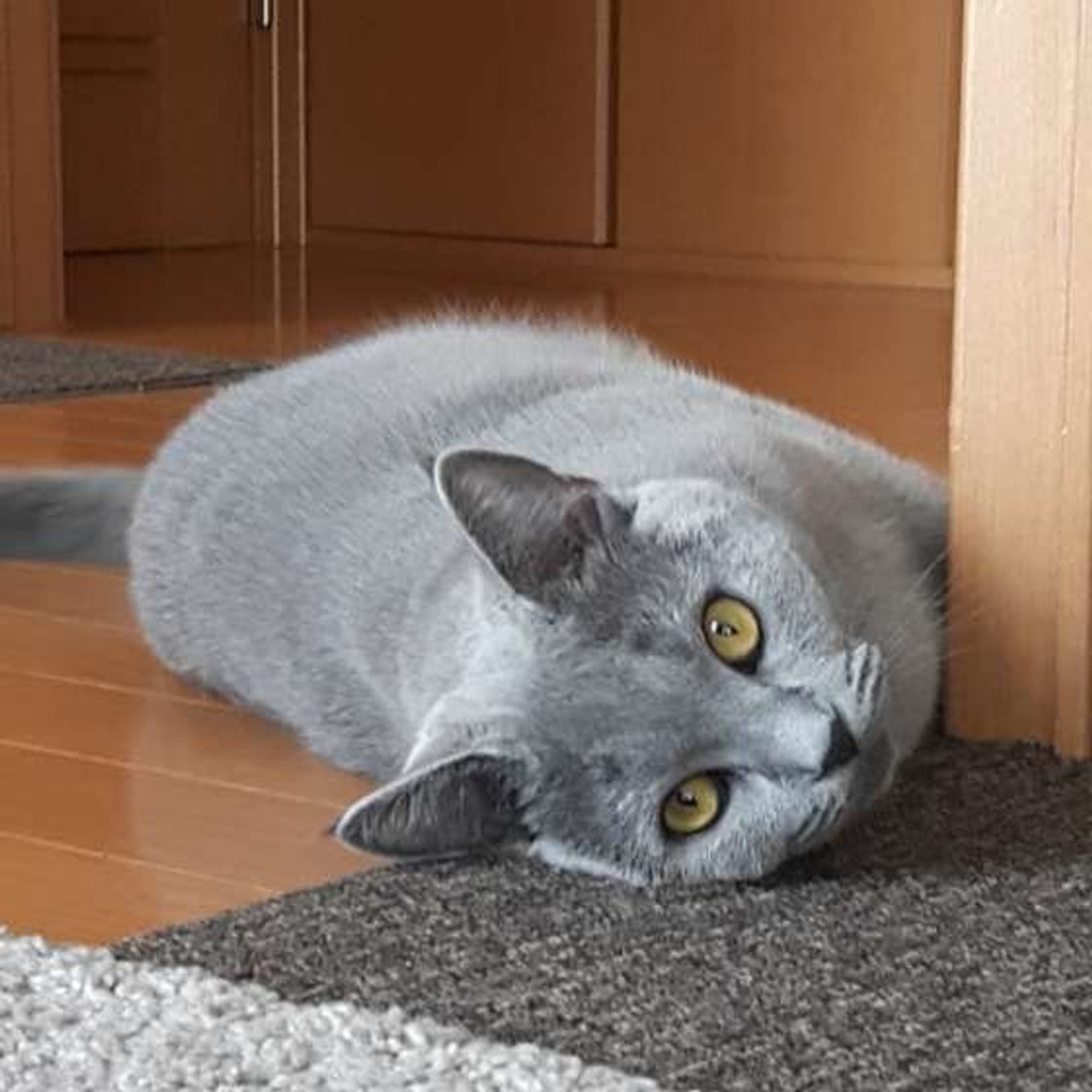 見分けがつかない人続出 これでわかるシャルトリューとロシアンブルーの違い ねこのきもちweb Magazine 見分けがつかない人続出 これでわかるシャルトリューとロシアンブルーの違い ねこのきもちweb Magazine