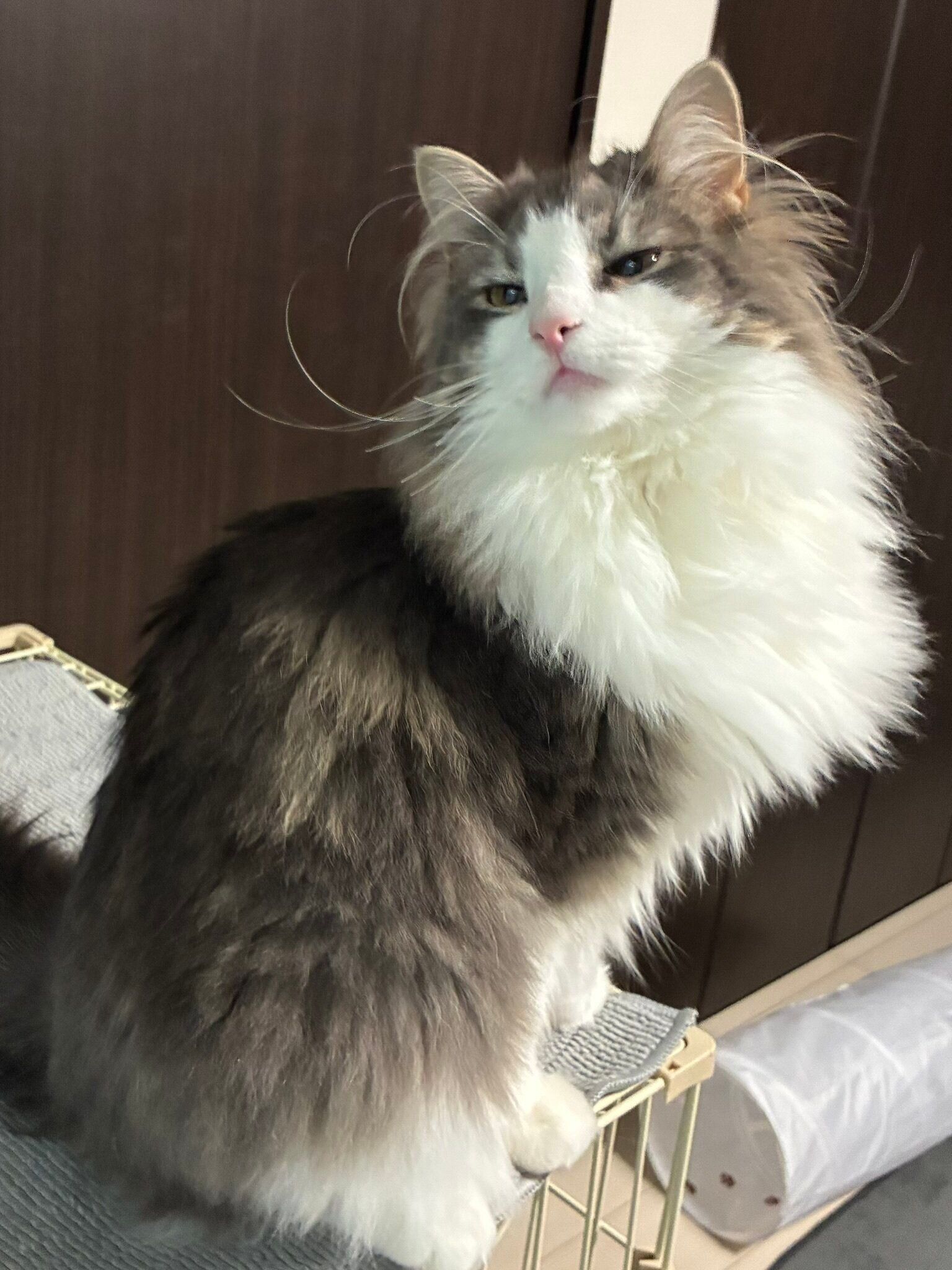 おとなっぽい表情のノルウェージャンフォレストキャット