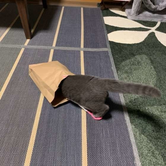 うに  ブリティッシュショートヘア