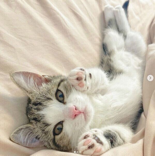 ごろ〜んとする琥太郎くん