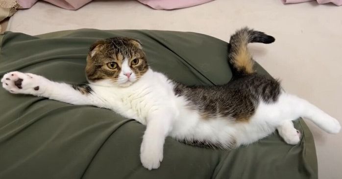 面白いポーズのスコティッシュフォールド