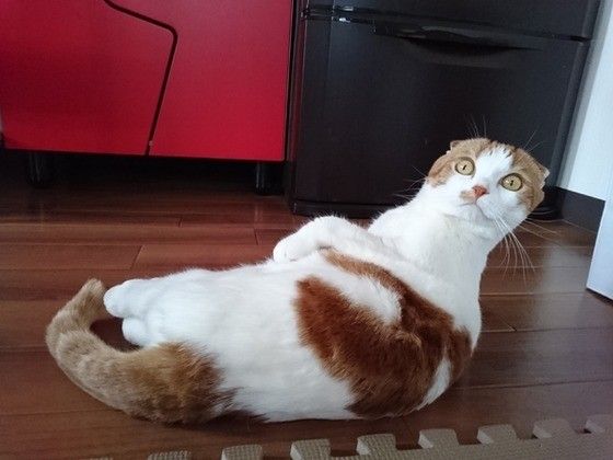 見つめるスコティッシュフォールド