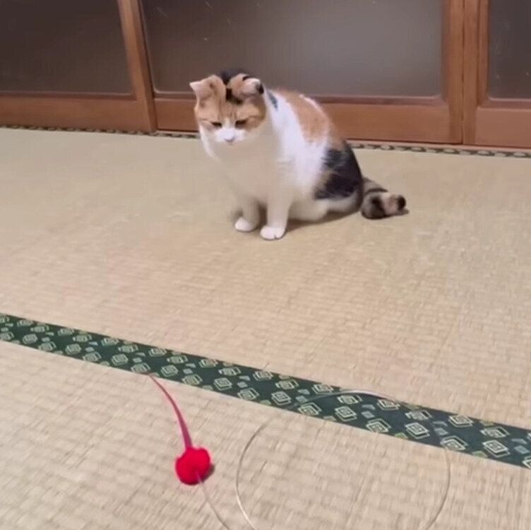 おもちゃを見つめるミケちゃん