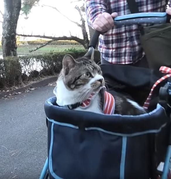 ペットキャリーで散歩する猫