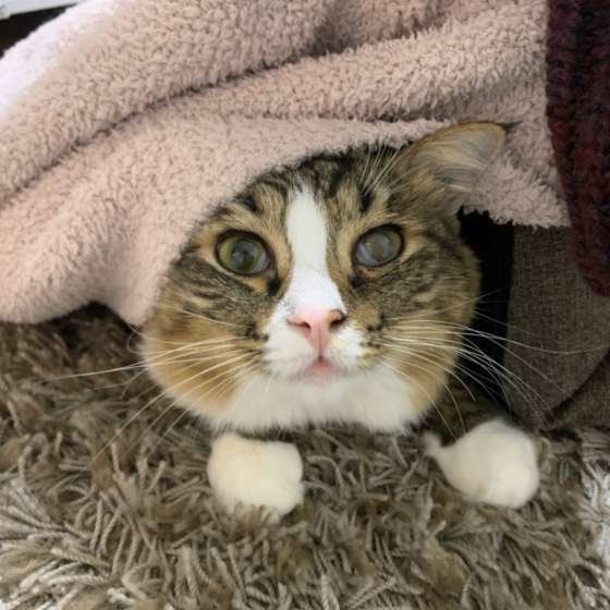 モコモコをかぶるキジトラ