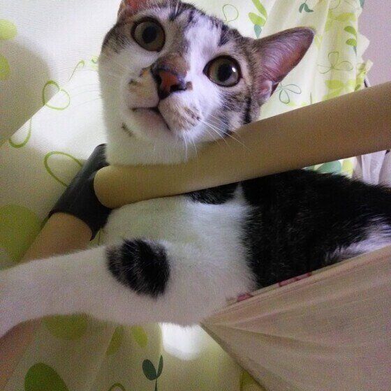 ハンモックの柵にあごをのせる猫（オス）