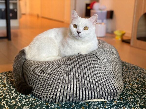 くつろぐまおくん