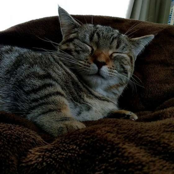 穏やかに過ごす猫