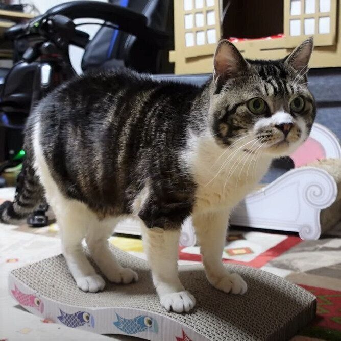 爪とぎに乗るリキちゃん