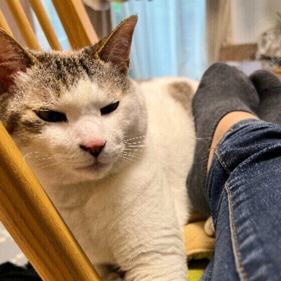 あとをついてくる茶白猫