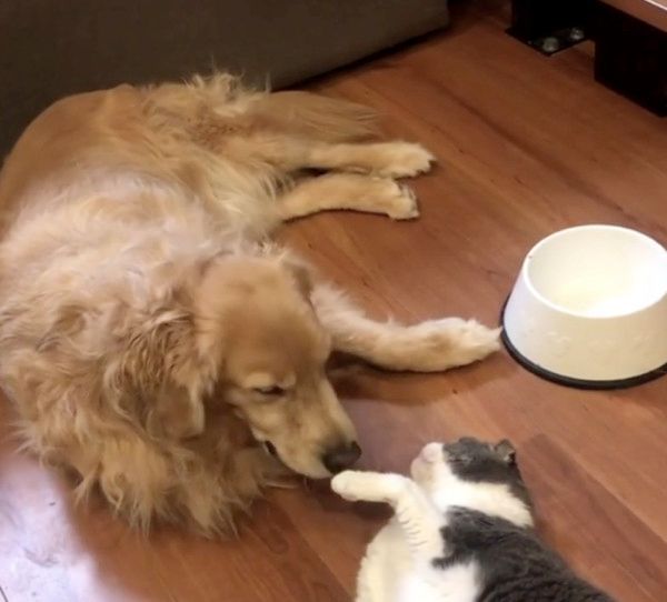 犬の肉球を嗅ぐ猫