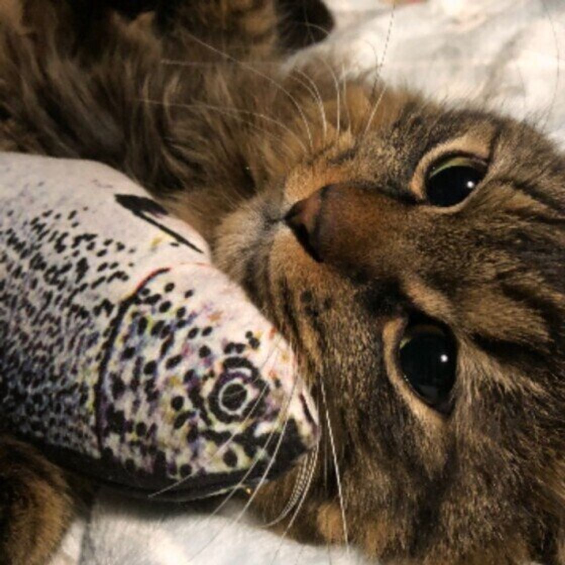 猫に 生魚 を与えるときの注意点は 種類によっては危険なものも 獣医師解説 ねこのきもちweb Magazine 猫に 生魚 を与えるときの注意点は 種類によっては危険なものも 獣医師解説 ねこのきもちweb Magazine