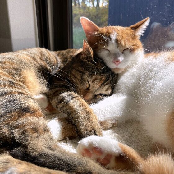 MIXのエコーくん