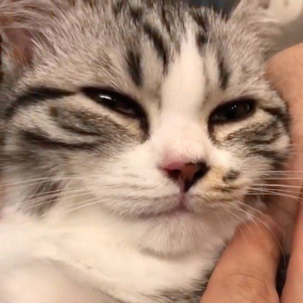 お顔のマッサージが気持ちよさそうなマンチカン